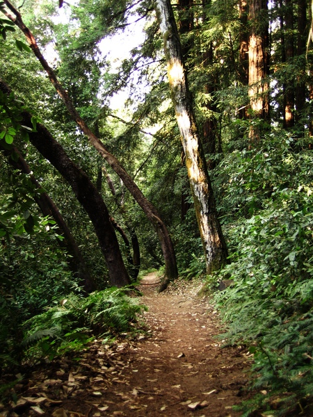 forest-path.jpg