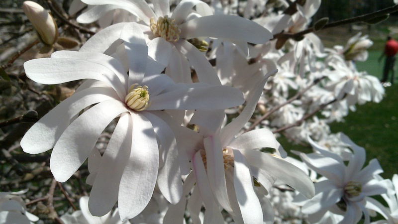 huge-white-flower.jpg