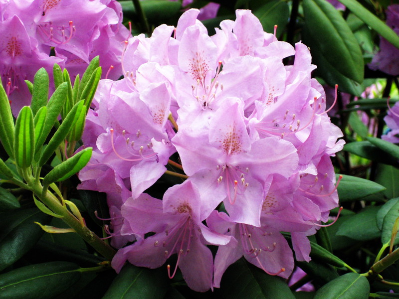 purple-flower.jpg