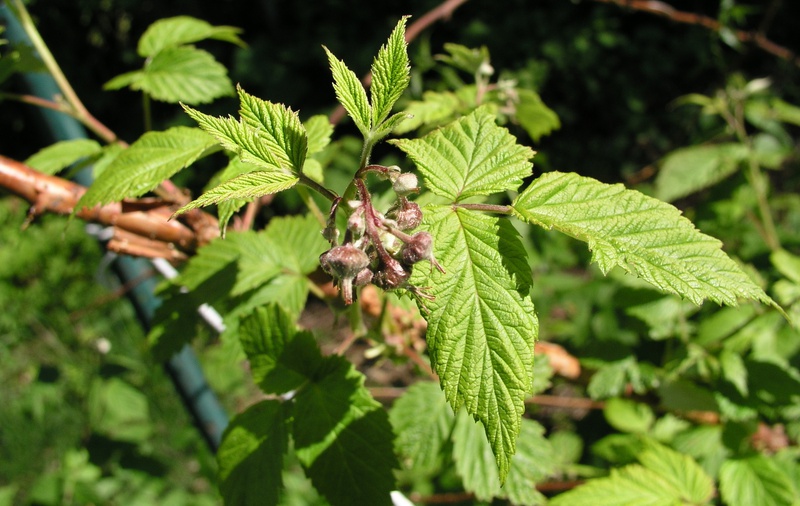 raspberry-buds.jpg