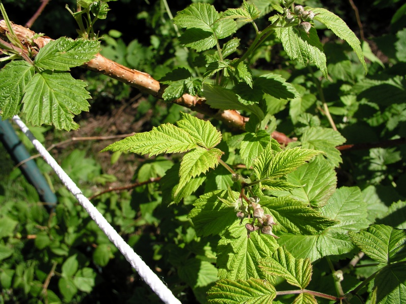 raspberry-rope.jpg