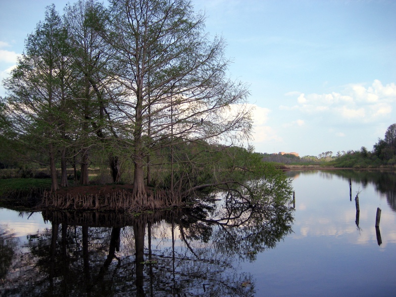 tree-pond.jpg