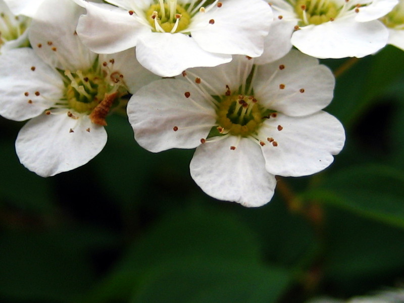 white-flower.jpg