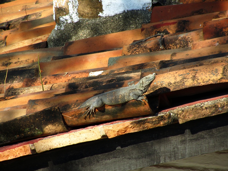 IMG_1629-pv-iguana.jpg