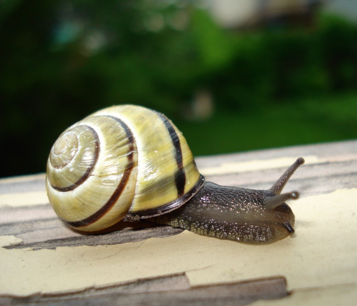 snail-1.jpg