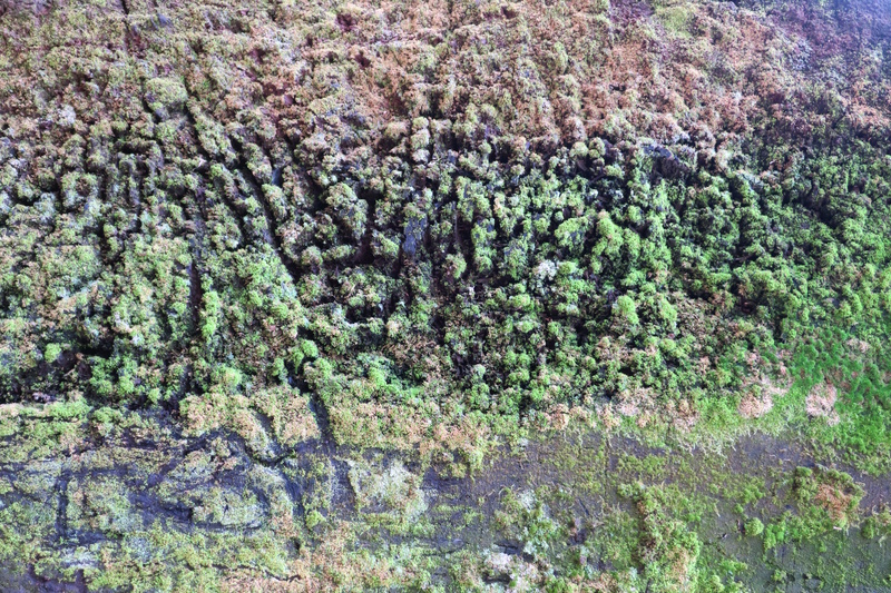 IMG_1478-moss.jpg