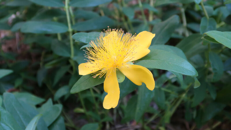 16:9-Hypericum-calycinum.jpg